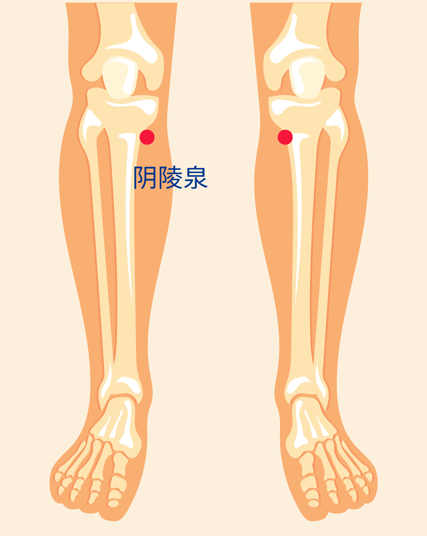 acupoint for knee arthritis-yin ling quan