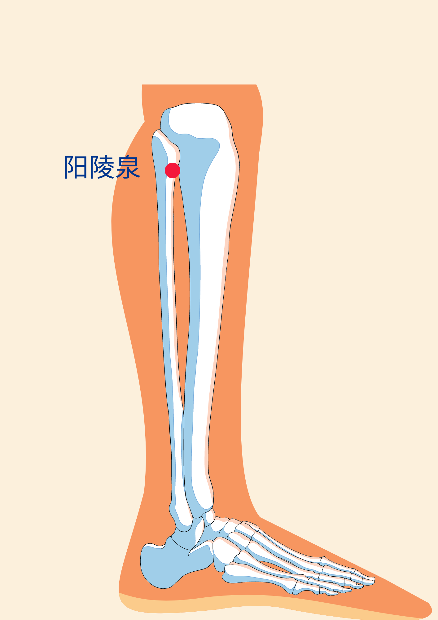 Acupoint for knee arthritis